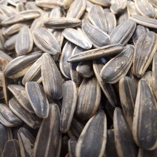 غذای پرندگان مدل تخمه کانادایی